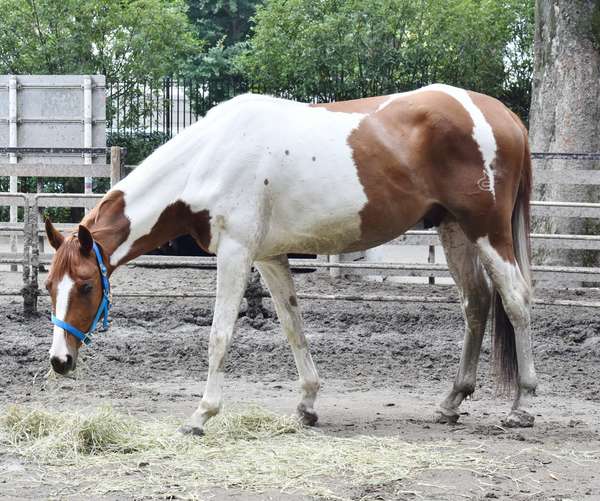 かわいいポニーと触れ合える！休日は代々木ポニー公園でリフレッシュしよう！の画像