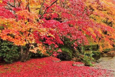 厚木周辺の紅葉スポット5選！絶対に押さえたい名所をご紹介♪