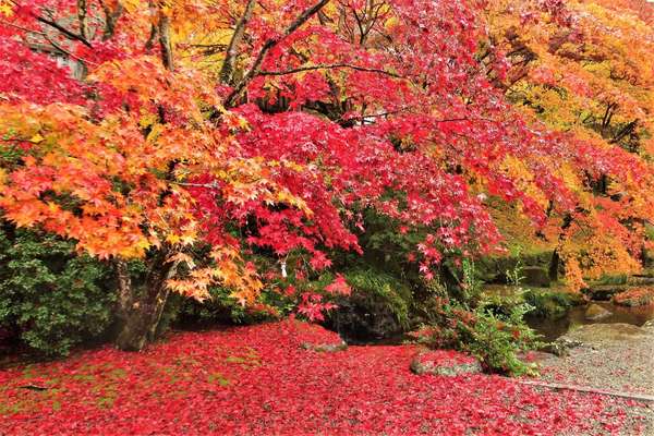 厚木周辺の紅葉スポット5選！絶対に押さえたい名所をご紹介♪の画像
