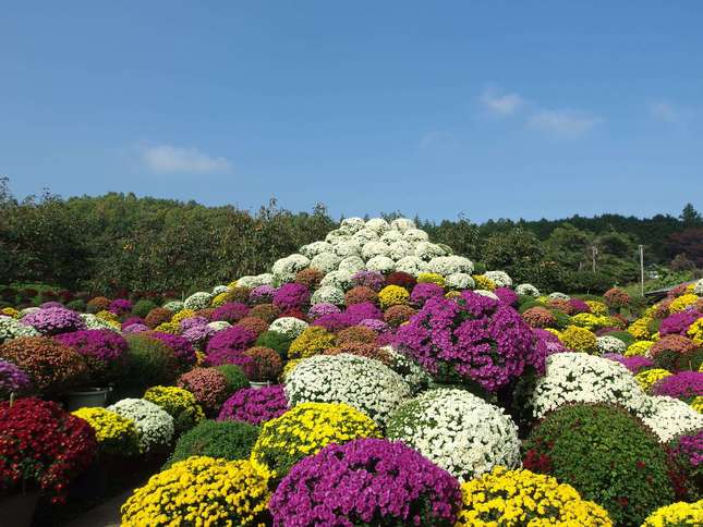 美しい菊の花を静かに楽しめる！ざる菊園で菊観賞にお出かけしよう！