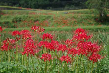 里山に咲く彼岸花