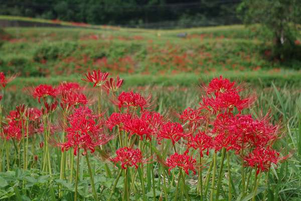 里山に咲く彼岸花の画像