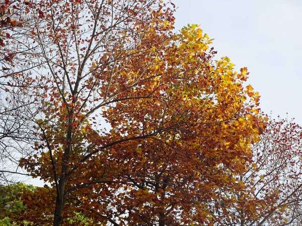 芹ヶ谷公園のアートのような紅葉にうっとりの画像