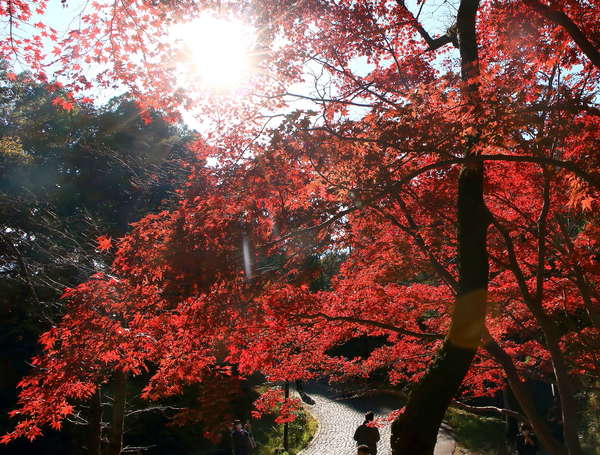 生田緑地のおすすめ紅葉スポット5選！の画像