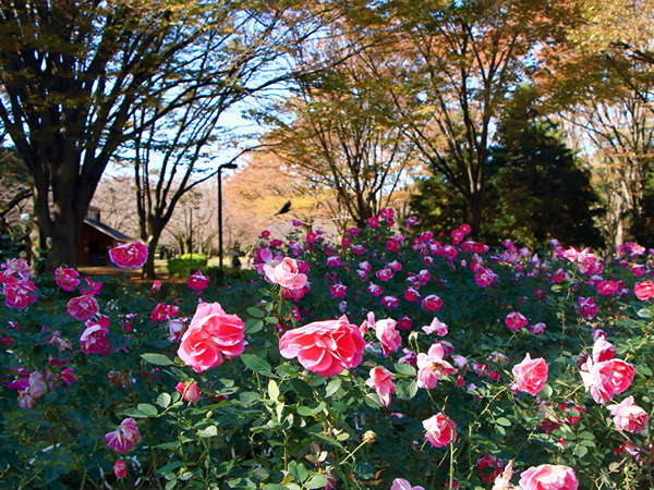 秋バラと紅葉の代々木公園の画像