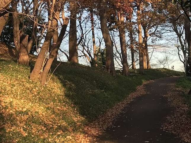 落ち葉散る秋葉山古墳群の道