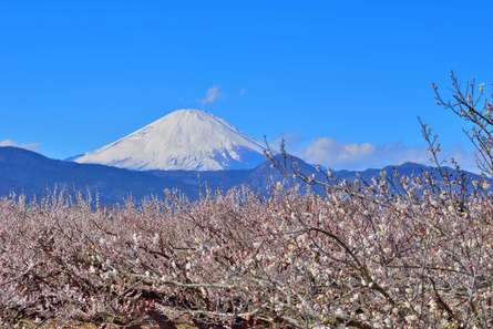 関東屈指の梅の名所！小田原梅まつりで歴史と絶景を目いっぱい堪能しよう！