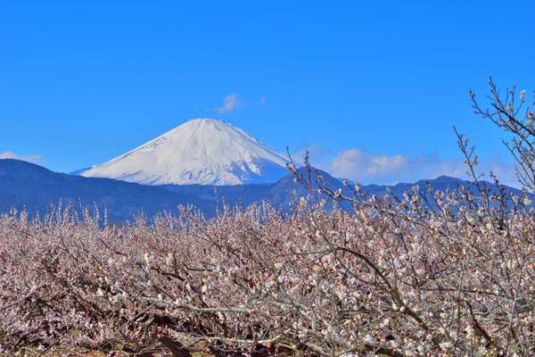 関東屈指の梅の名所！小田原梅まつりで歴史と絶景を目いっぱい堪能しよう！の画像