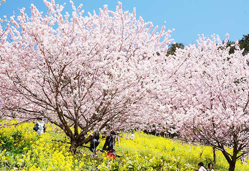 草花と富士山の絶景が楽しめる「あぐりパーク嵯峨山苑」に行ってみよう！