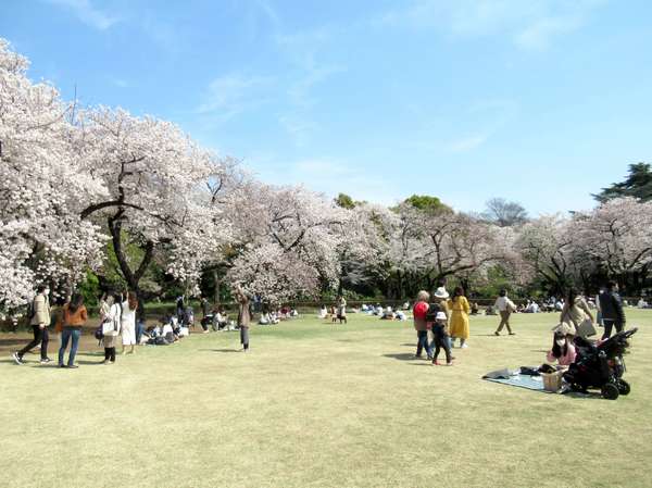 都心で多くの自然と庭園に触れられる！「新宿御苑」の旬の見どころを紹介の画像