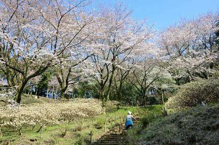 自然がいっぱいの「県立七沢森林公園」を目いっぱい満喫しよう！