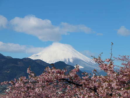 松田山河津桜　富士山との競演！