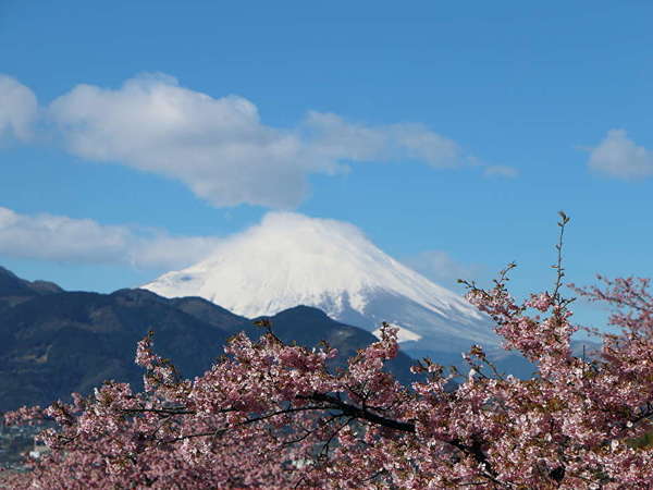 松田山河津桜　富士山との競演！の画像