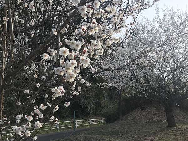 小さい春みつけたの画像
