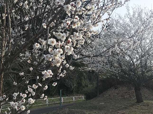 小さい春みつけた