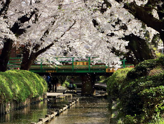 二ヶ領用水沿いでお花見を！