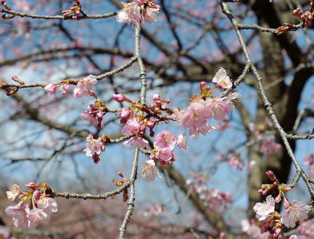 代々木公園　花だより