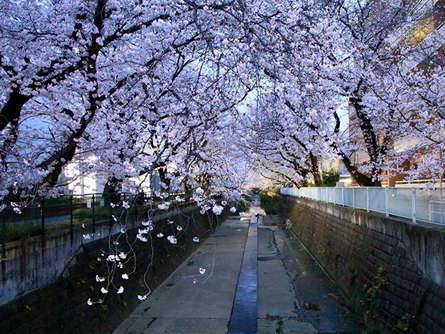 桜並木のライトアップ