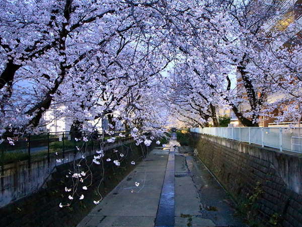 桜並木のライトアップの画像