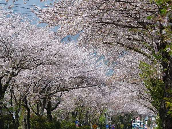 神奈川県で1番長い桜並木の画像