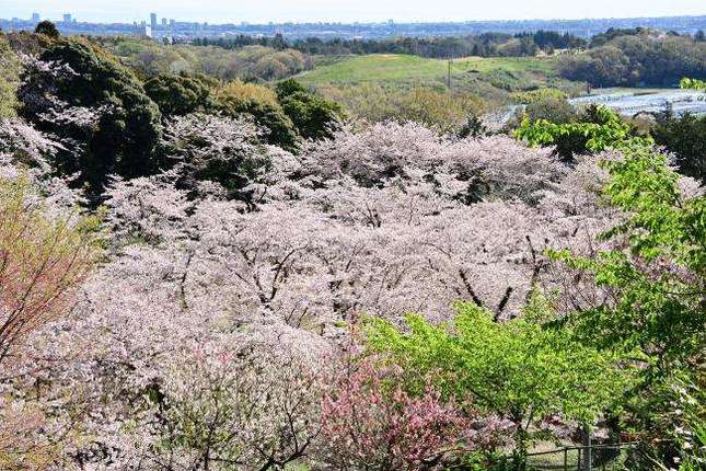 自然と絶景に触れられる！「飯山白山森林公園」でハイキングと春を楽しもう！