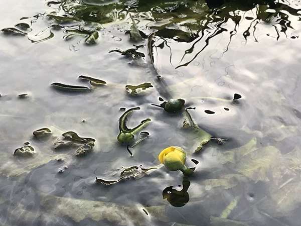 川に咲く黄色いお花の画像