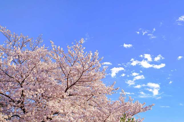 自然・遊具・芸術がたっぷり！「芹ヶ谷公園」で親子揃って自然を満喫しよう