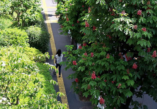 ベニバナトチノキ咲く道