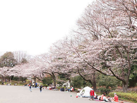 芹ヶ谷公園でお花見