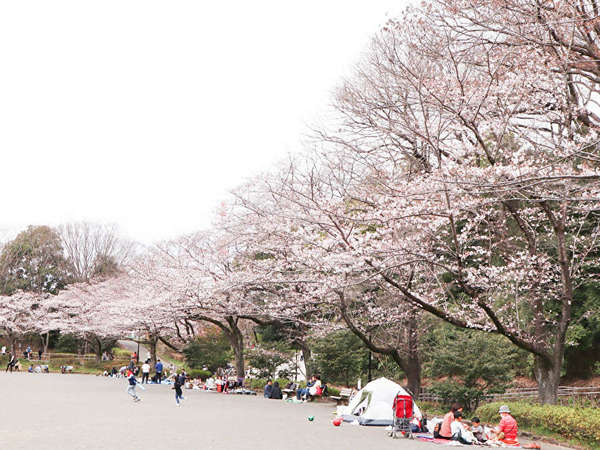 芹ヶ谷公園でお花見の画像