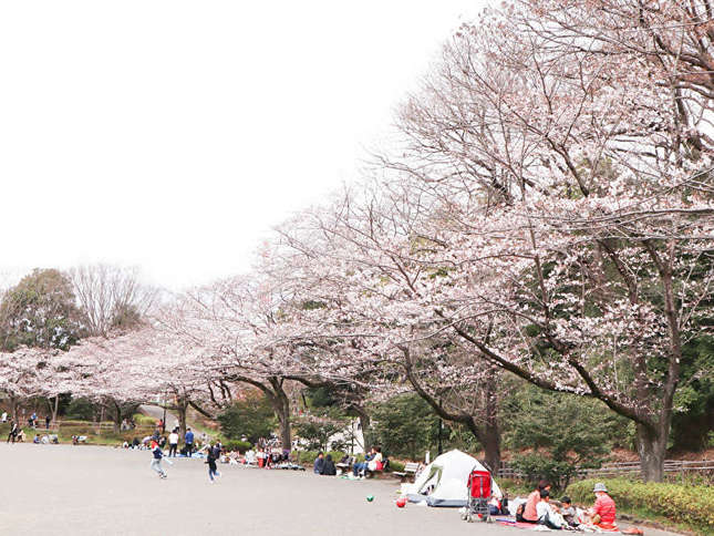 お花見の様子