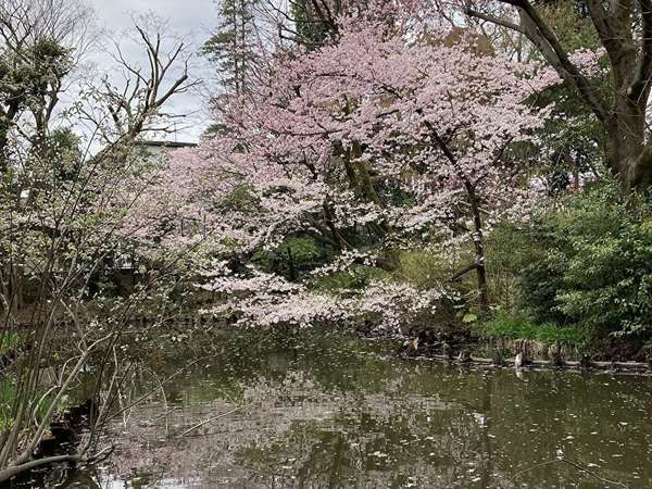 経堂5丁目特別保護区　桜と紫木蓮の競演を...の画像