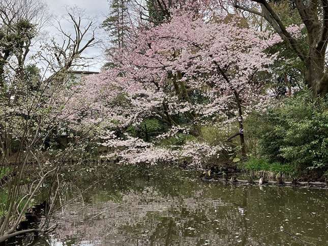 経堂5丁目特別保護区　桜と紫木蓮の競演を...