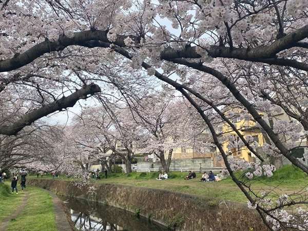 中目黒より地元でお花見の画像