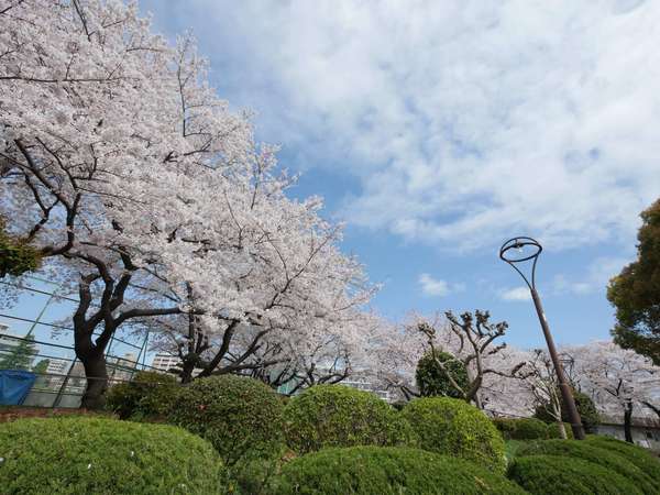 花見もスポーツも満喫できる！自然たっぷり「鹿沼公園」の魅力と見どころの画像