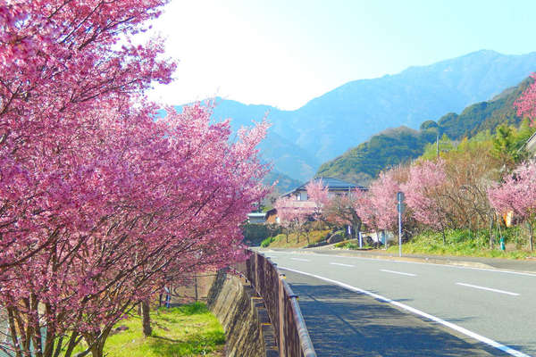 春の大山でおかめ桜や大山桜を楽しもう！見どころとおすすめスポットをご紹介の画像