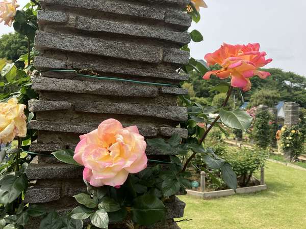 生田緑地ばら苑が開苑の画像