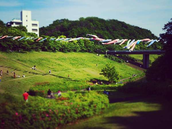 5月の風物詩「若宮公園」の画像