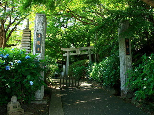 浄慶寺アジサイ情報