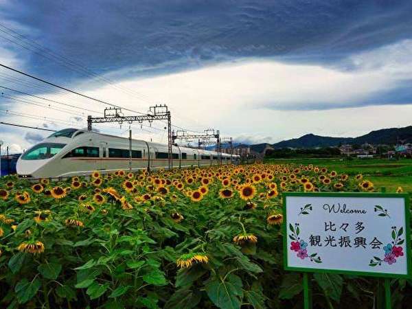 ひまわりに囲まれた小田急が見れる？電車内外から見られる夏の絶景をご紹介の画像