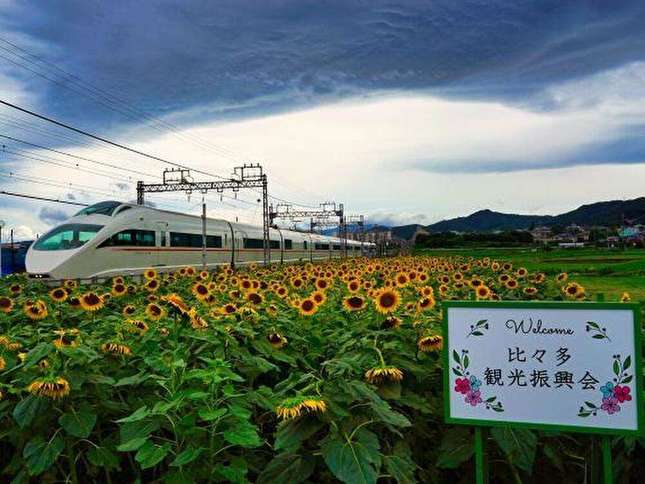 ひまわりに囲まれた小田急が見れる？電車内外から見られる夏の絶景をご紹介