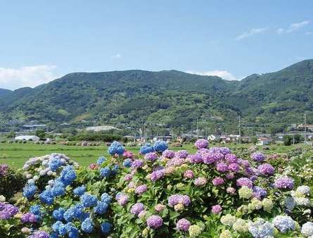 開成町あじさいまつり