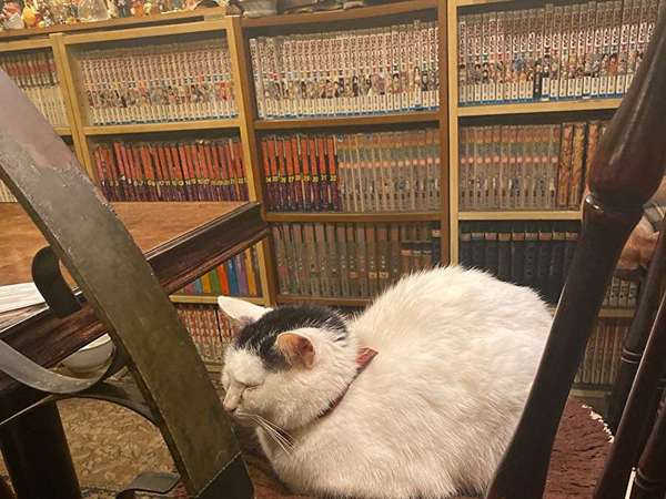 看板猫に癒される落ち着く老舗喫茶店の画像