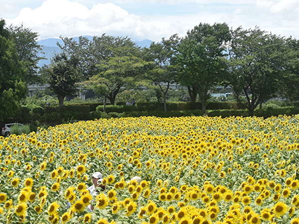 首都圏随一の広さのひまわり畑の画像