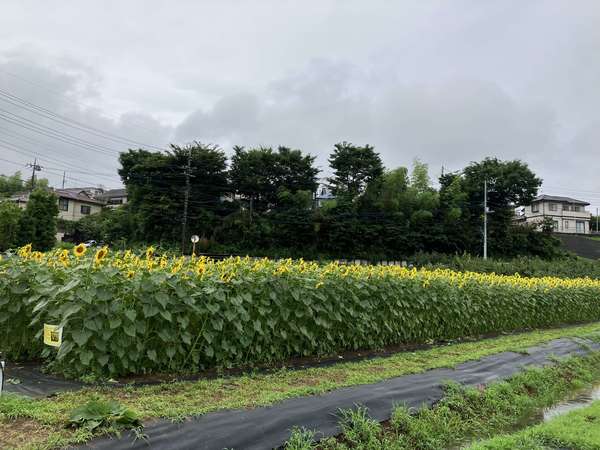 ひまわり畑で摘み放題の画像