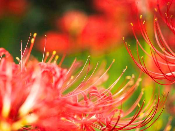 かながわの花の名所100選にも選ばれた場所の画像