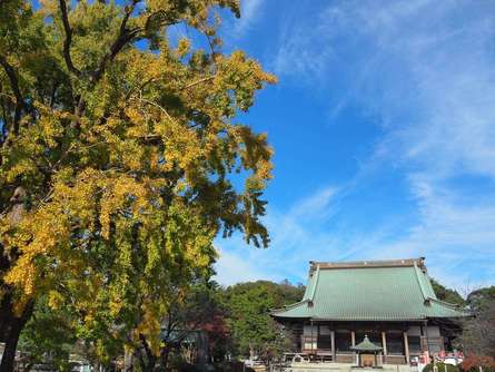 黄金のご神木にパワーをいただける遊行寺