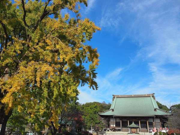 黄金のご神木にパワーをいただける遊行寺の画像