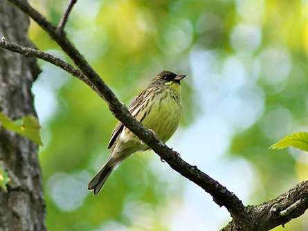 「上和田野鳥の森公園」で森林浴をしながらバードウォッチングを楽しもう！