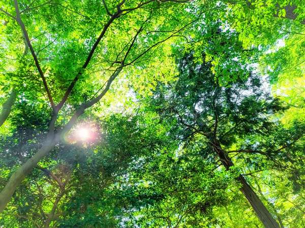 植物や昆虫、鳥の観察におすすめ！美しい森林が広がる「中央林間自然の森」の画像